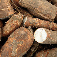 Tapioka (Maniok)