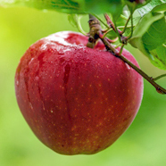 Apfelbaum